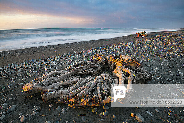 Wurzeln eines Baumes am Gillespies Beach bei Sonnenuntergang; Fox Glacier  Südinsel  Neuseeland