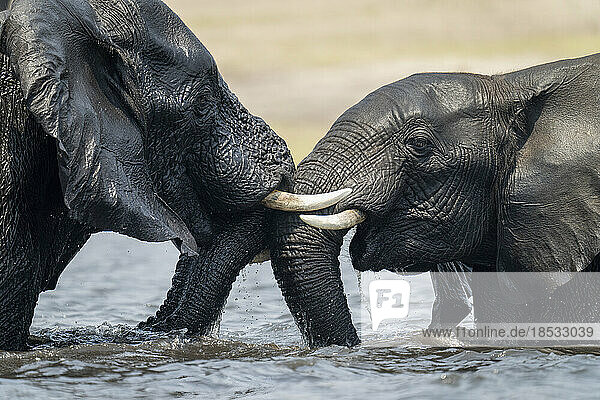 Nahaufnahme von zwei afrikanischen Elefanten (Loxodonta africana) beim Ringen im Fluss im Chobe-Nationalpark; Chobe  Botswana