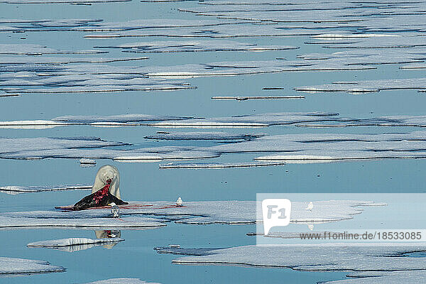Eisbär (Ursus maritimus) verschlingt eine erlegte Robbe  während Möwen zusehen; Freemundsen-Passage  Spitzbergen  Norwegen