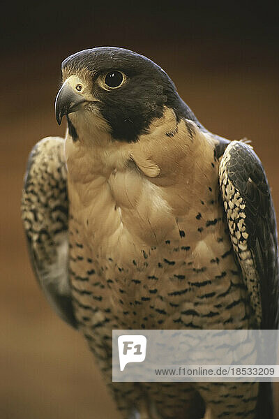 Porträt eines Wanderfalken (Falco peregrinus); Vereinigte Staaten von Amerika
