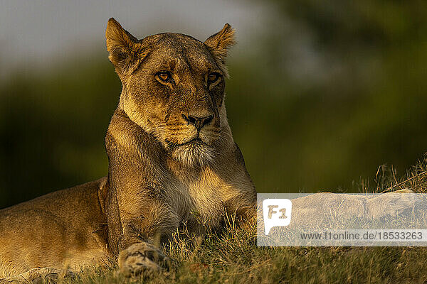 Nahaufnahme einer Löwin (Panthera leo)  die auf einem Grashang im Chobe-Nationalpark liegt. Sie hat ein goldbraunes Fell und braune Augen; Chobe  Botswana