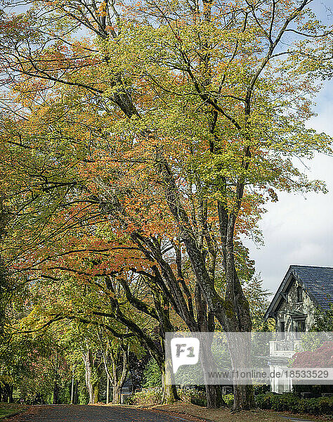 Wohnstraße mit sich im Herbst verfärbenden Blättern; Vancouver  British Columbia  Kanada
