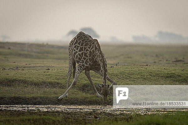 Southern Giraffe (Giraffa giraffa angolensis) stands splaying legs to drink in Chobe National Park; Chobe  Botswana