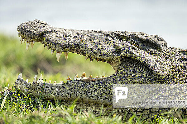 Nahaufnahme eines Nilkrokodils (Crocodylus niloticus) im Chobe-Nationalpark  Chobe  Botsuana  bei geöffnetem Maul