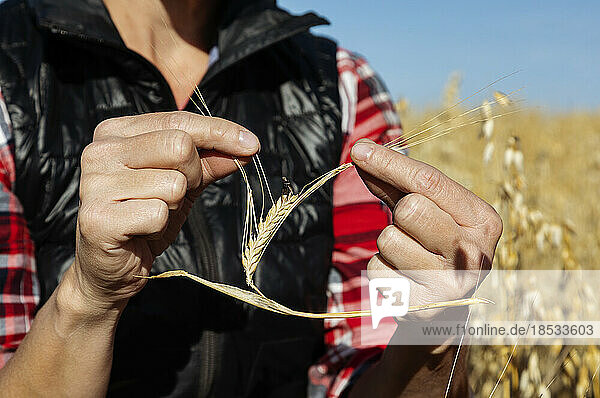 Nahaufnahme der Hände einer Landwirtin  die bei der Inspektion der reifen Gerstenköpfe in einem erntereifen Mischkulturfeld Mutterkornschäden entdeckt; Alcomdale  Alberta  Kanada