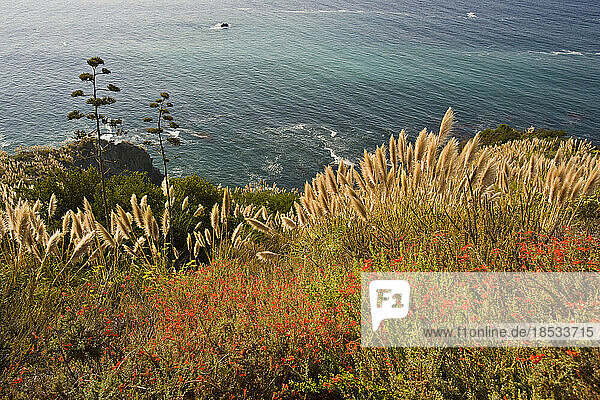 Blumen mit Blick auf den Pazifischen Ozean in Big Sur  Kalifornien  USA; Big Sur  Kalifornien  Vereinigte Staaten von Amerika