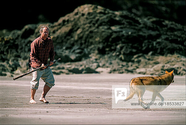 Mann jagt einen Grauwolf (Canis lupus) mit einem spitzen Stock den Strand entlang; Vargas Island  Vancouver Island  British Columbia  Kanada