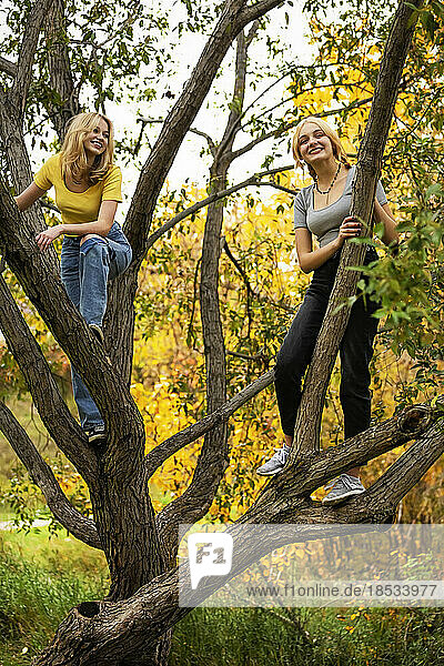 Two teenagers climbing a tree and posing for the camera in a city park on a warm fall day; St. Albert  Alberta  Canada.