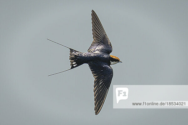 Wire-tailed swallow (Hirundo smithii) glides through perfect blue sky in Chobe National Park; Chobe  Botswana