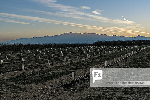 Überblick über ein Feld mit jungen Obstbäumen  die zum Schutz vor winterlichen Wetterschwankungen auf einer Obstplantage bei Sonnenuntergang mit weißen Baumschutzvorrichtungen umwickelt wurden; Benissanet  Tarragona  Spanien