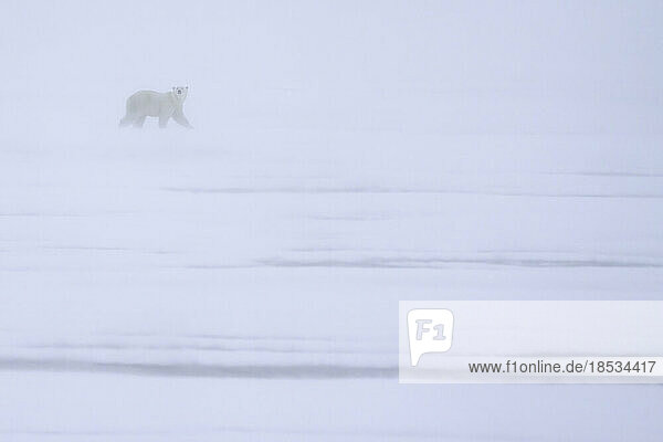 Eisbär (Ursus maritimus) beim Spaziergang in einem Schneesturm; Churchill  Manitoba  Kanada