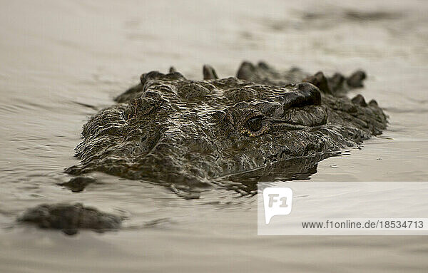 Amerikanisches Krokodil (Crocodylus acutus) im Rio Tarcoles taucht auf und starrt den Fotografen an; Costa Rica