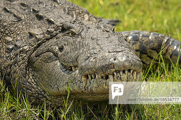 Nahaufnahme eines Nilkrokodils (Crocodylus niloticus)  das im Chobe-Nationalpark im Gras liegt; Chobe  Botswana