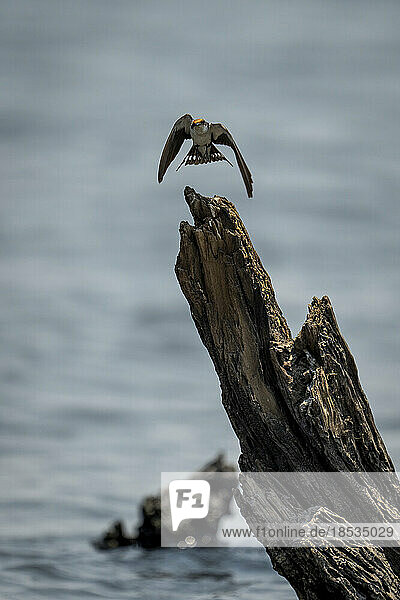 Drahtschwanzschwalbe (Hirundo smithii) hebt von einem toten Baumstamm im Chobe-Nationalpark ab; Chobe  Botsuana