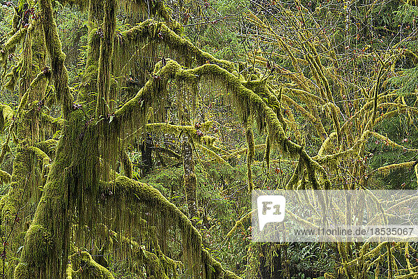 Moss-covered trees in the Hall of Mosses Trail in the Hoh Rainforest of Olympic National Park  Washington  USA; Washington  United States of America