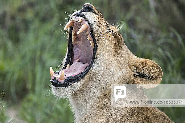 Junges Löwenweibchen (Panthera leo) gähnt und zeigt ihre Eckzähne; Okavango-Delta  Botswana