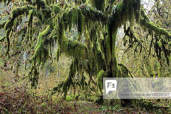 Bigleaf maple tree (Acer macrophyllum) covered with moss on the Hall of Mosses trail in the Hoh rainforest of the Olympic National Park  Washington  USA; Washington  United States of America