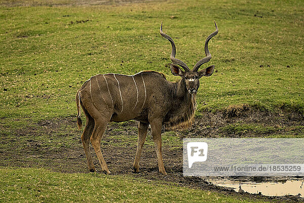 Männlicher Großer Kudu (Tragelaphus strepsiceros) steht am schlammigen Wasserloch im Chobe-Nationalpark; Chobe  Botsuana