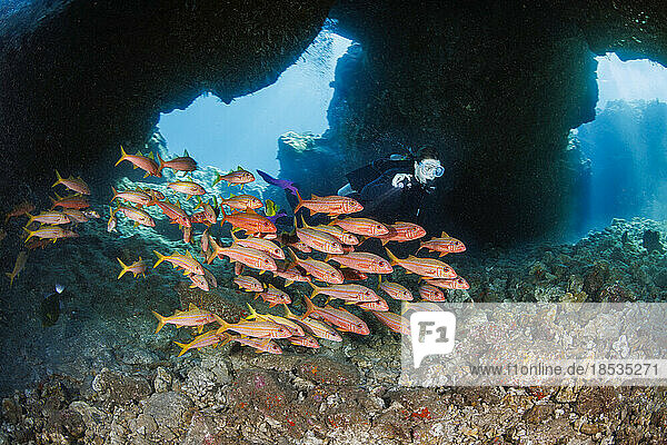 Diver and schooling Yellowfin goatfish (Mulloidichthys vanicolensis) Hawaii  USA. This species turns red at night and when they are in caves during the day; Hawaii  United States of America