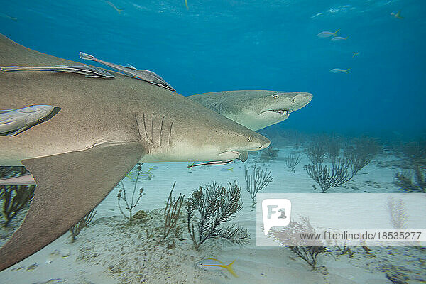 Zitronenhaie (Negaprion brevirostris) unter Wasser mit Remoras  West End  Grand Bahama  Atlantischer Ozean; Bahamas