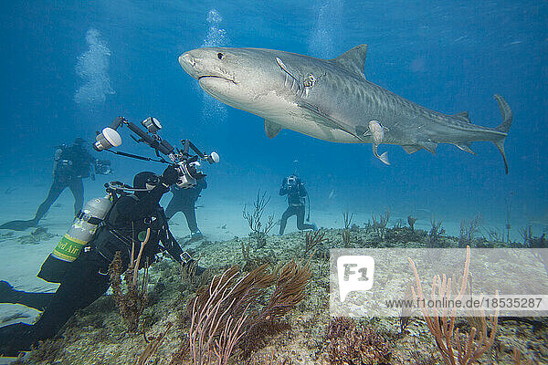 Photographer and a Tiger shark (Galeocerdo cuvier) attracted with bait to be photographed  Bahamas  Atlantic Ocean; Bahamas