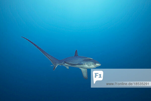 There are three species of thresher sharks all characterized by the unmistakably elongated upper lobes of their tail fin. This one  the Pelagic Thresher shark (Alopias pelagicus) comes to Monad Shoal off Malapascua Island in the Philippines to visit cleaning stations on the reef; Philippines