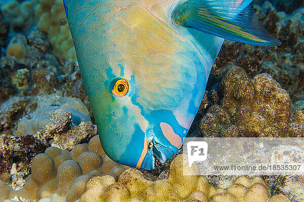 Dieser Bernstein-Papageifisch (Scarus rubroviolaceus) kommt zum Anbeißen von Korallen und Algen  Hawaii. Dies ist das Endstadium eines supermännlichen Ember-Papageienfisches; Hawaii  Vereinigte Staaten von Amerika