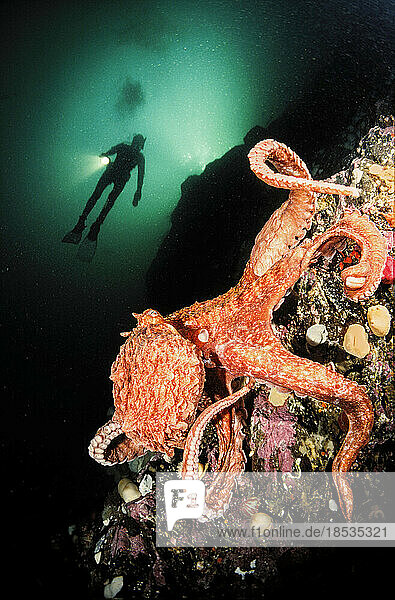 Pazifischer Riesenkrake (Octopus dolfleini) und ein Taucher an einer Wand in British Columbia  Kanada; British Columbia  Kanada