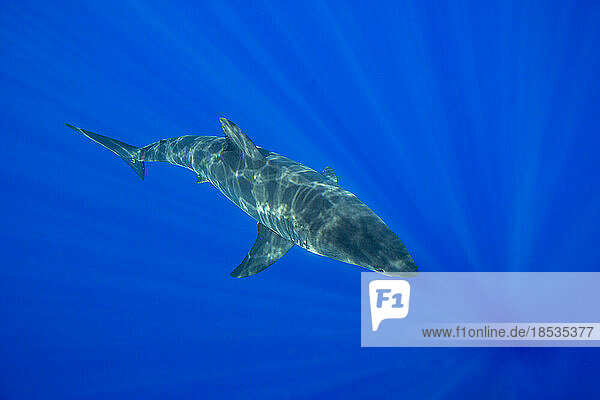 Dieser Weiße Hai (Carcharodon carcharias) wurde vor der Insel Guadalupe  Mexiko  fotografiert; Guadalupe Island  Mexiko