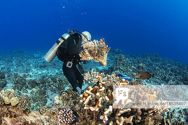 Research diver moving a broken stand of antler coral to be glued upright at Molokini Marine Preserve off the island of Maui  Hawaii  USA; Maui  Hawaii  United States of America