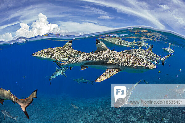 Schwarzspitzen-Riffhaie (Carcharhinus melanopterus) und Graue Riffhaie (Carcharhinus amblyrhynchos) beim Kreuzen knapp unter der Wasseroberfläche vor der Insel Yap  Mikronesien; Yap  Föderierte Staaten von Mikronesien