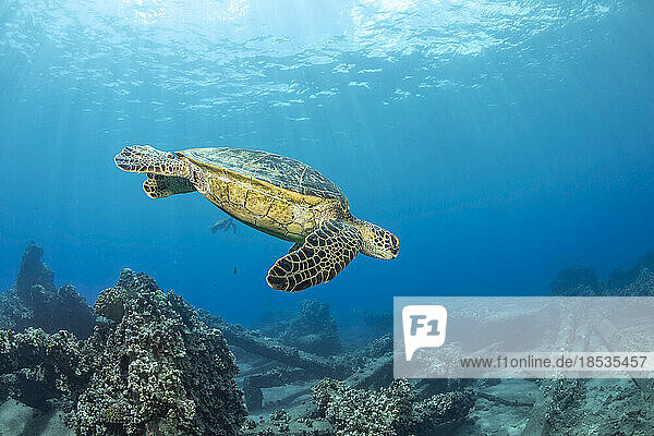 Die Grüne Meeresschildkröte (Chelonia mydas)  eine vom Aussterben bedrohte Art  bahnt sich ihren Weg über riesige Betonplatten der eingestürzten Mala Wharf vor Lahaina  Maui  Hawaii  USA; Maui  Hawaii  Vereinigte Staaten von Amerika