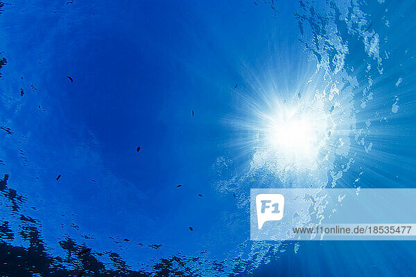 Ruhiger Tag von unter Wasser mit Blick auf die Oberfläche des Pazifischen Ozeans  Hawaii  USA; Hawaii  Vereinigte Staaten von Amerika