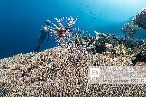 Pair of Lionfish (Pterois volitans) over a hard coral reef and diver; Philippines