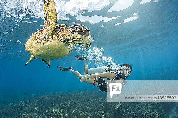 Diver and Green sea turtle (Chelonia mydas); Hawaii  United States of America