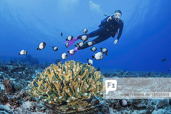 Diver and Hawaiian domino damselfish (Dascyllus albisella)  endemic to Hawaii  also known as Hawaiian whitespot damselfish  onespot damselfish or dascyllus  stick close to the large stand of antler coral (Pocillopora eydouxi) that is their home; Hawaii  United States of America
