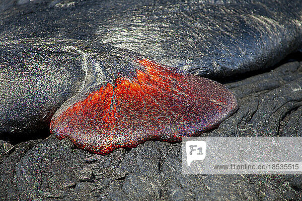 Pahoehoe-Lava  die aus dem Kilauea fließt  sickert über eine frühere Schicht  Kalapana  Big Island  Hawaii  USA; Island of Hawaii  Hawaii  Vereinigte Staaten von Amerika
