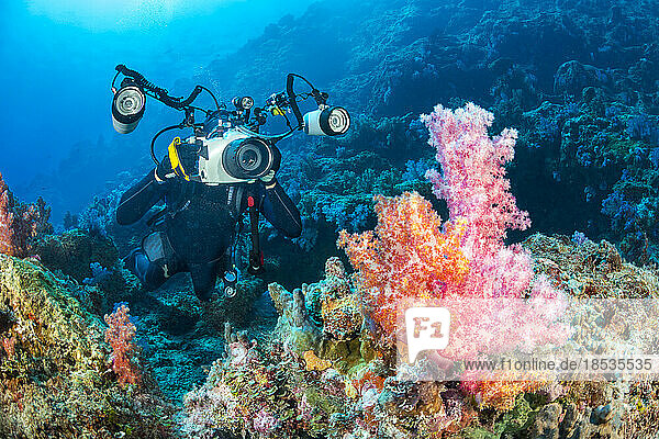 Ein Taucher richtet seine Spiegelreflexkamera in einem Unterwassergehäuse mit Blitzlicht auf Weichkorallen vor der Insel Yap in Mikronesien aus; Yap  Föderierte Staaten von Mikronesien