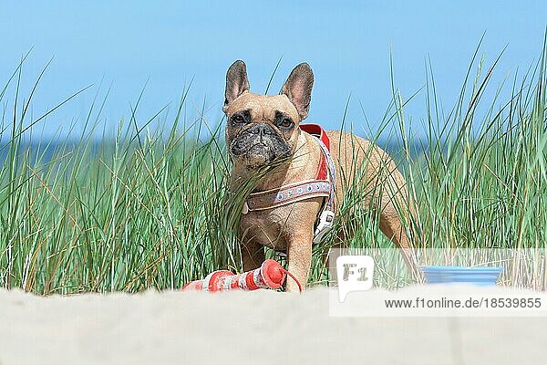 Kleiner französischer Bulldoggenhund mit sandiger Schnauze  der ein nautisches Geschirr und ein LeuchtturmHundespielzeug trägt und zu seinen Füßen in Sanddünen mit Gras am Strand liegt