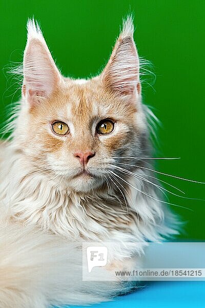 Porträt der rot gestromten American Forest Cat mit Blick in die Kamera. Hübsche flauschige Langhaarkatze auf hellblauem und grünem Hintergrund liegend. Vorderansicht  Studioaufnahme
