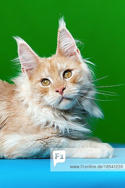 Schöne Langhaarkatze Rasse Maine Coon Cat. Porträt der Neugierde rot gestromt American Forest Cat. Anhängliches Haustier auf grünem und hellblauem Hintergrund liegend. Studioaufnahme