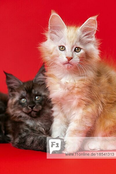 Portrait of two friendly kittens of Maine Coon ?at breed - black smoky and red silver classic tabby. Cute twin kittens are two months old. Red background. Front view. Studio shot