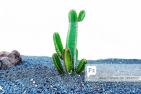 Großer grüner Kaktus  der durch Kies vor weißem Wandhintergrund wächst