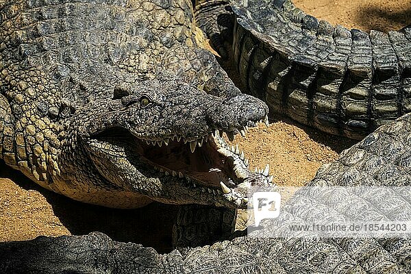 Nilkrokodil (Crocodylus niloticus) im Bioparc Fuengirola