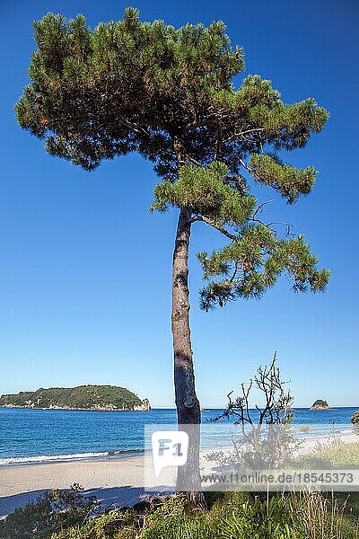 Tannenbaum am Strand von Hahei