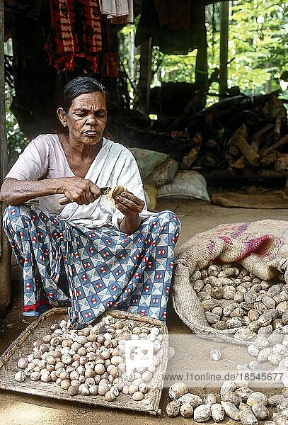 Eine Frau entfernt die Schale der Betelnuss Areacanut Supari (Areca catechu Linn)  Kerala  Südindien  Indien  Asien