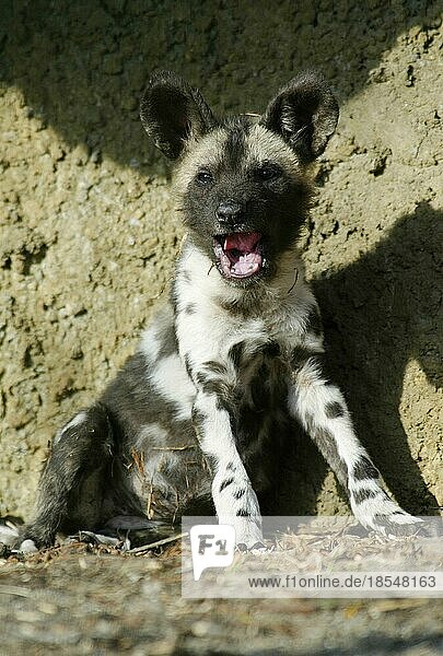 Afrikanischer Wildhund (Lycaon Pictus)  Welpe  Welpen  afrikanischer Wildhund  Afrika