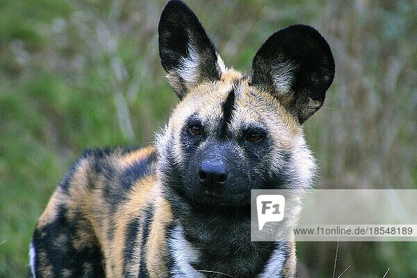 Afrikanischer Wildhund (Lycaon Pictus)  Afrikanischer Wildhund  Afrika