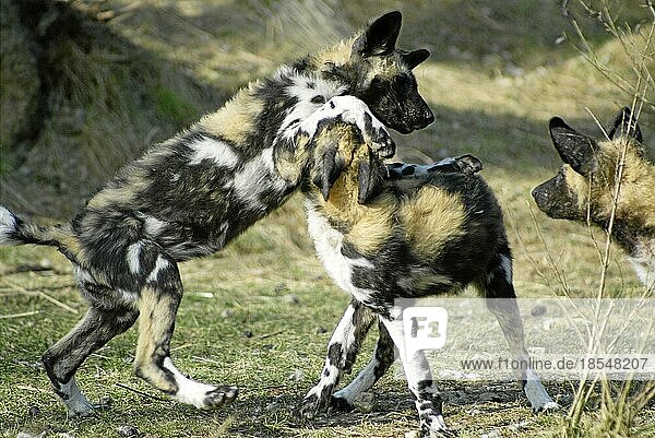 Afrikanischer Wildhund (Lycaon Pictus)  Afrikanischer Wildhund  Afrika
