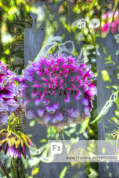 Blumen kreativ  künstlerische Aufnahme  Dahlien (Dahlia)  Georginen  pinkfarbene Blüten verfremdet  Pflanzen  Schrift In meinem Garten wächst das Glück  Buchstaben  Deutschland  Europa